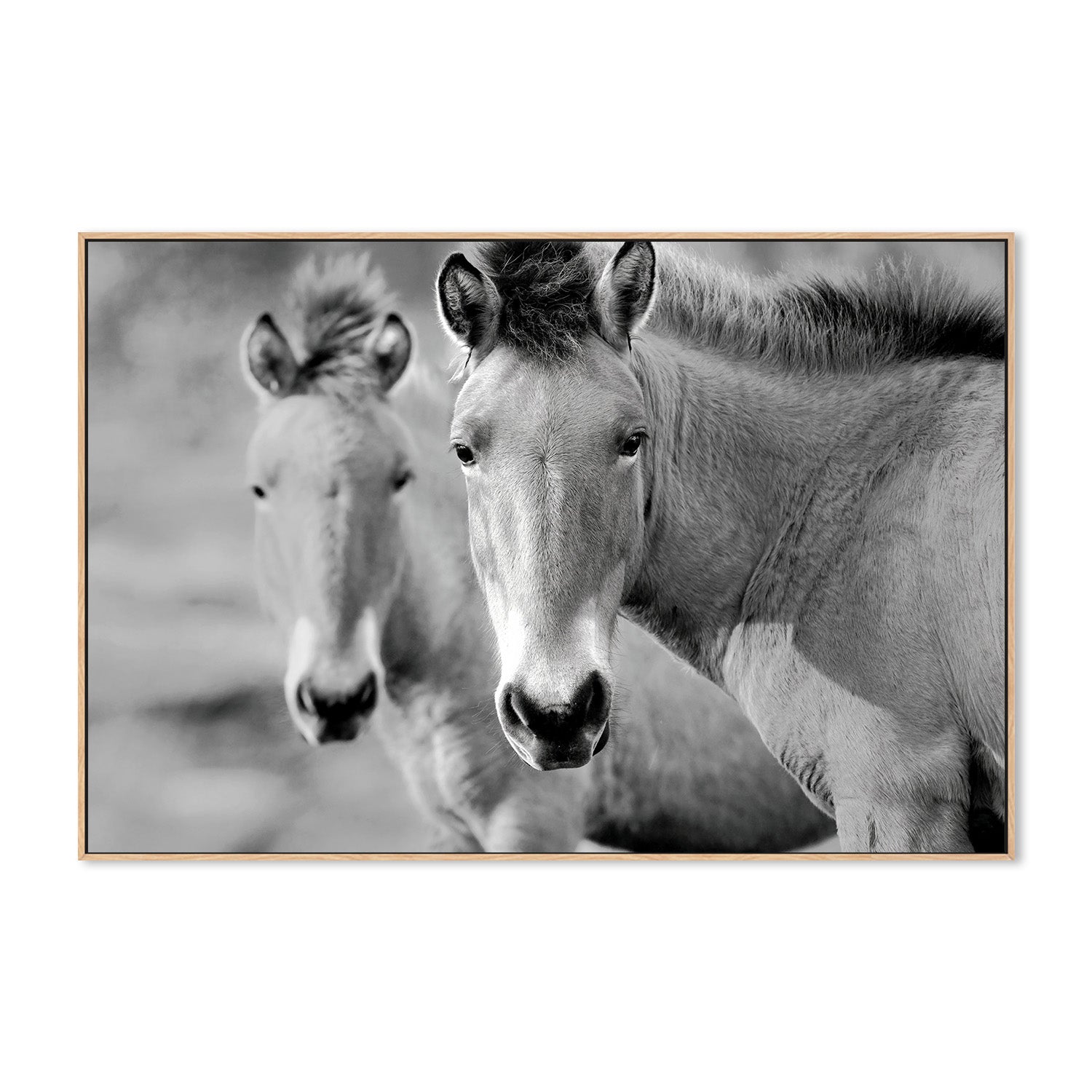 wall-art-print-canvas-poster-framed-Przewalski's Horse , By Belinda Gerace-4