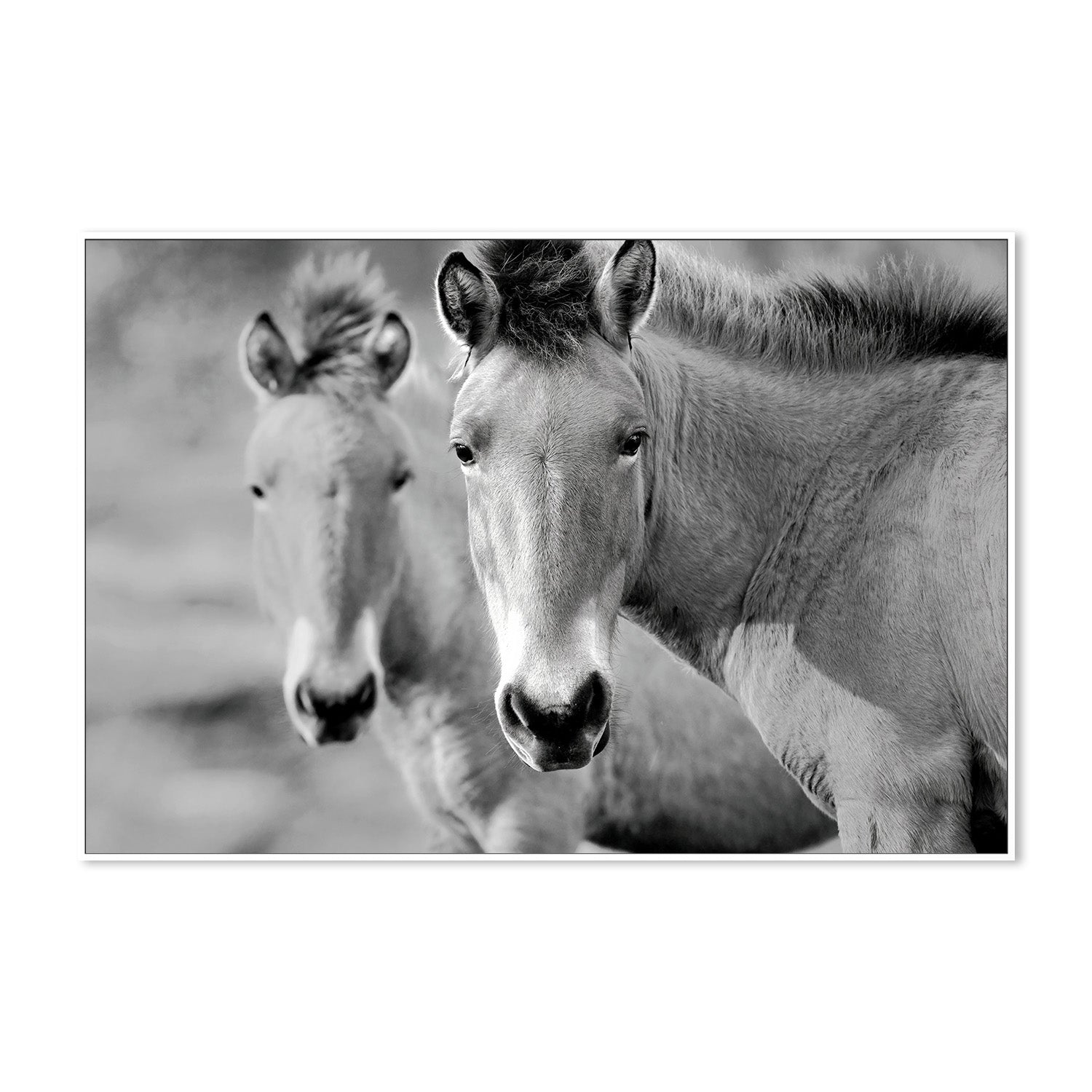 wall-art-print-canvas-poster-framed-Przewalski's Horse , By Belinda Gerace-5