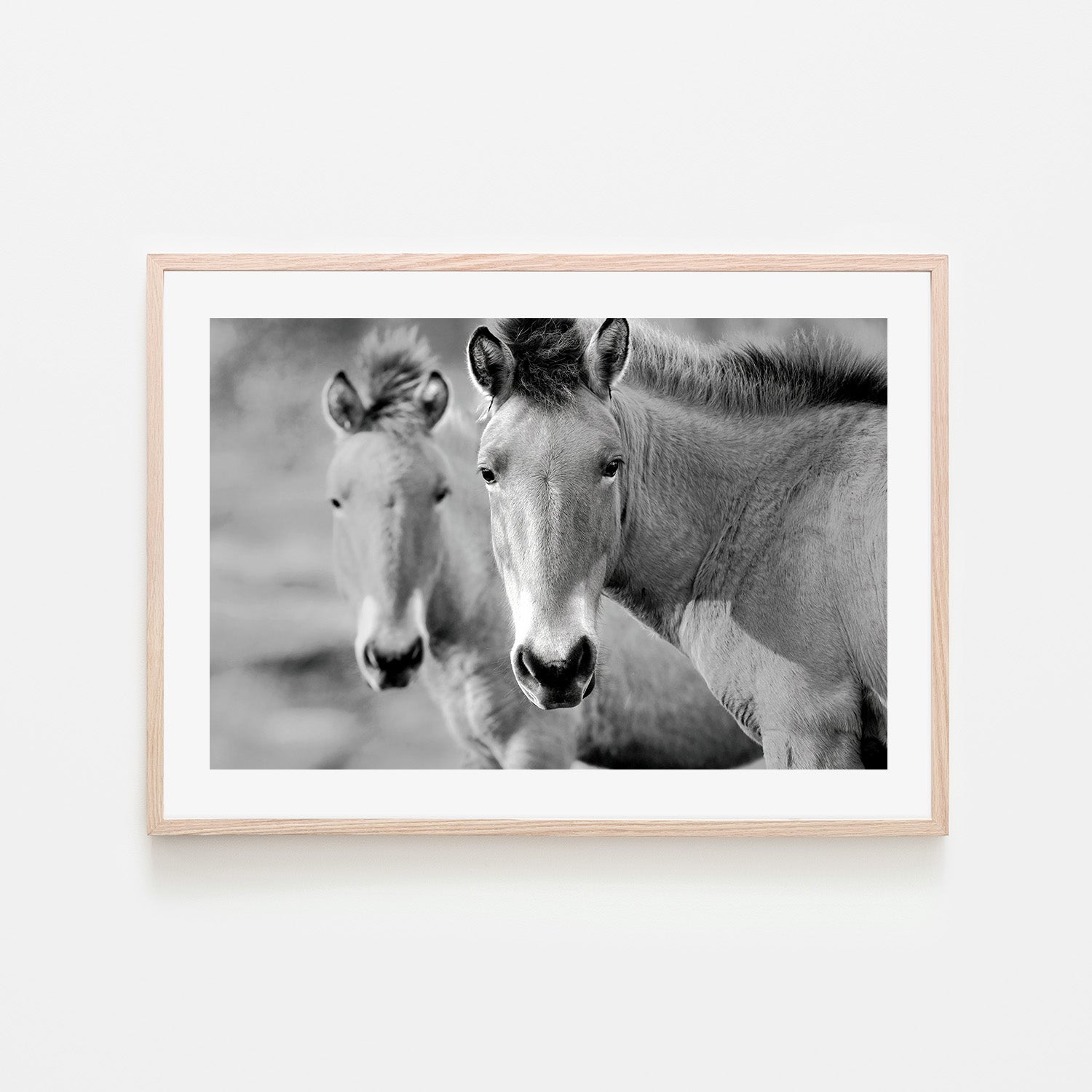 wall-art-print-canvas-poster-framed-Przewalski's Horse , By Belinda Gerace-6