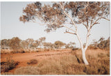 wall-art-print-canvas-poster-framed-Red Center, Bush And Gum Tree In The Outback Australia-by-Gioia Wall Art-Gioia Wall Art