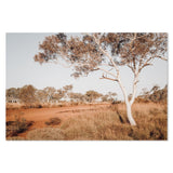 wall-art-print-canvas-poster-framed-Red Center, Bush And Gum Tree In The Outback Australia-by-Gioia Wall Art-Gioia Wall Art