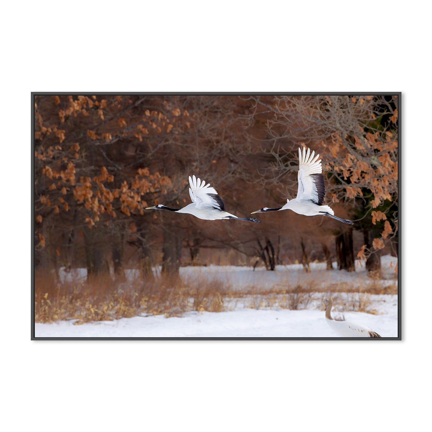 wall-art-print-canvas-poster-framed-red crowned cranes in flight-3
