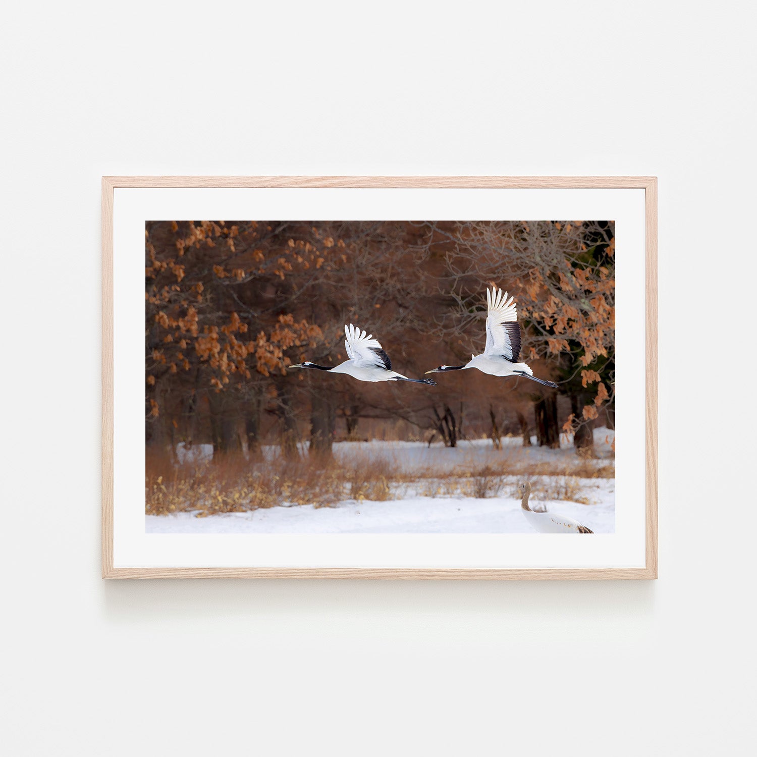 wall-art-print-canvas-poster-framed-red crowned cranes in flight-6