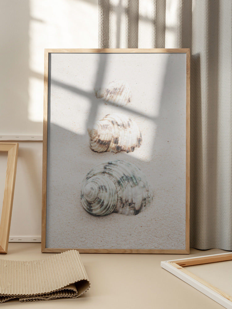 wall-art-print-canvas-poster-framed-Shells-2