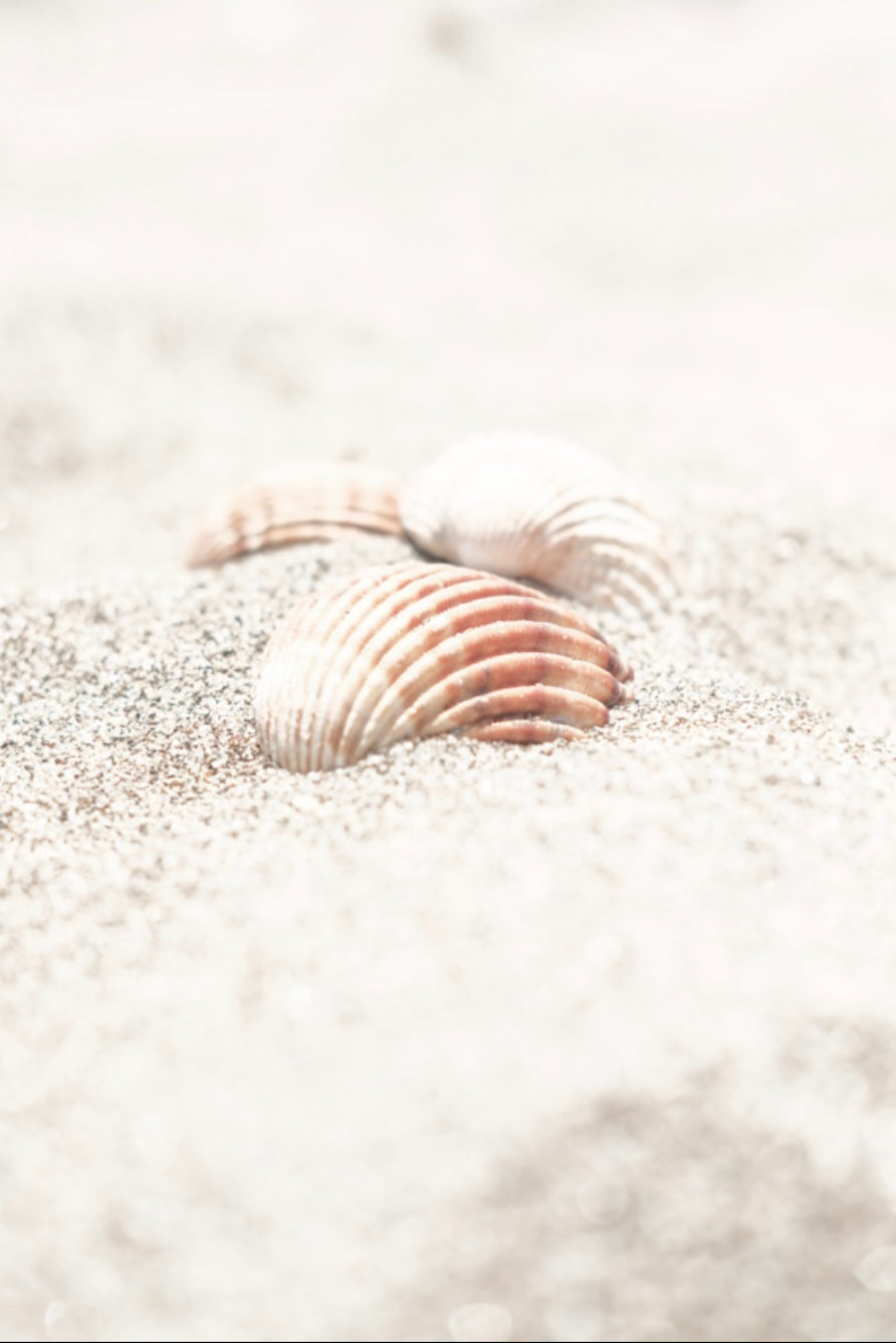 wall-art-print-canvas-poster-framed-Shells By The Beach-1
