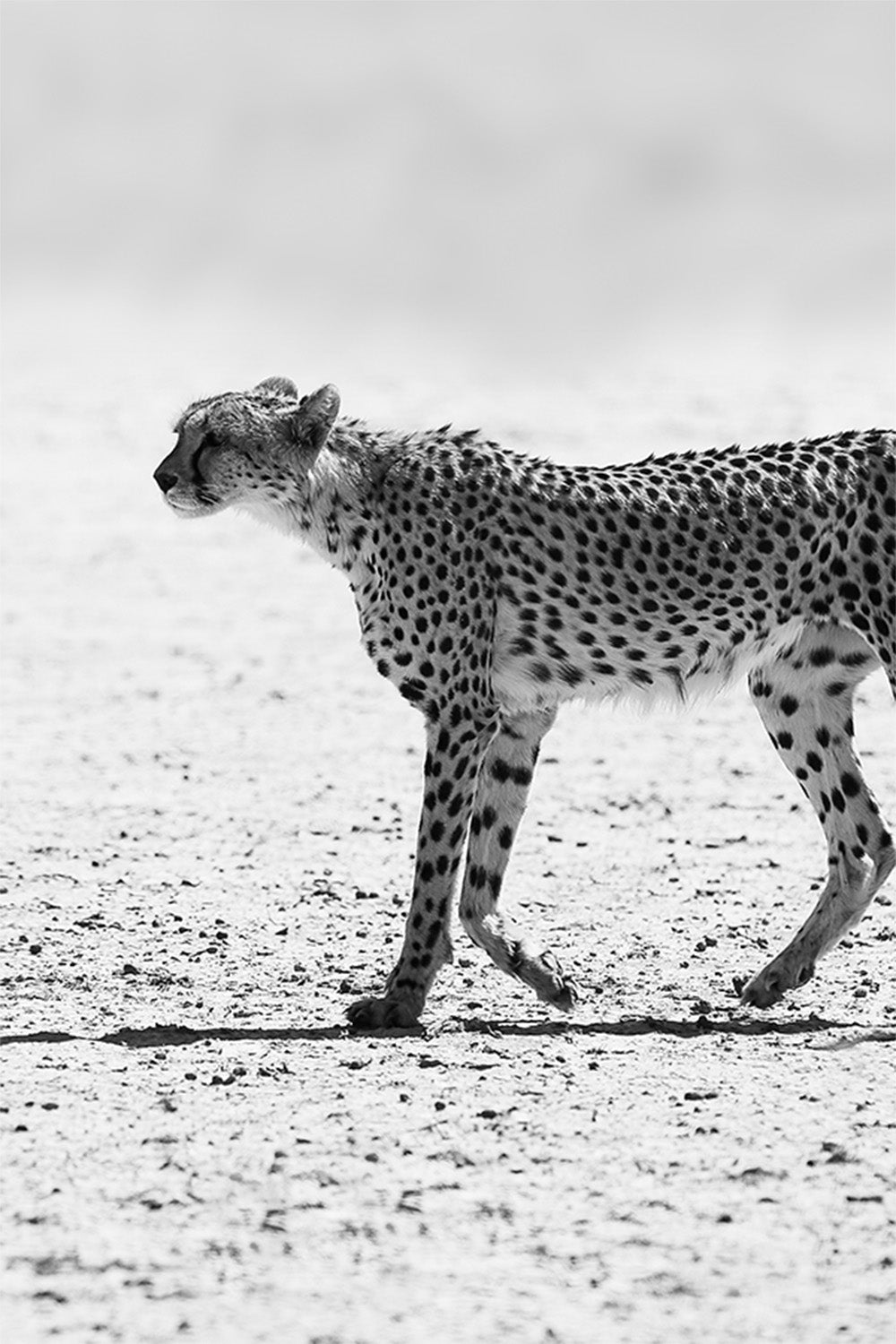 wall-art-print-canvas-poster-framed-Shot by Clint_2518445 (Copy)-1