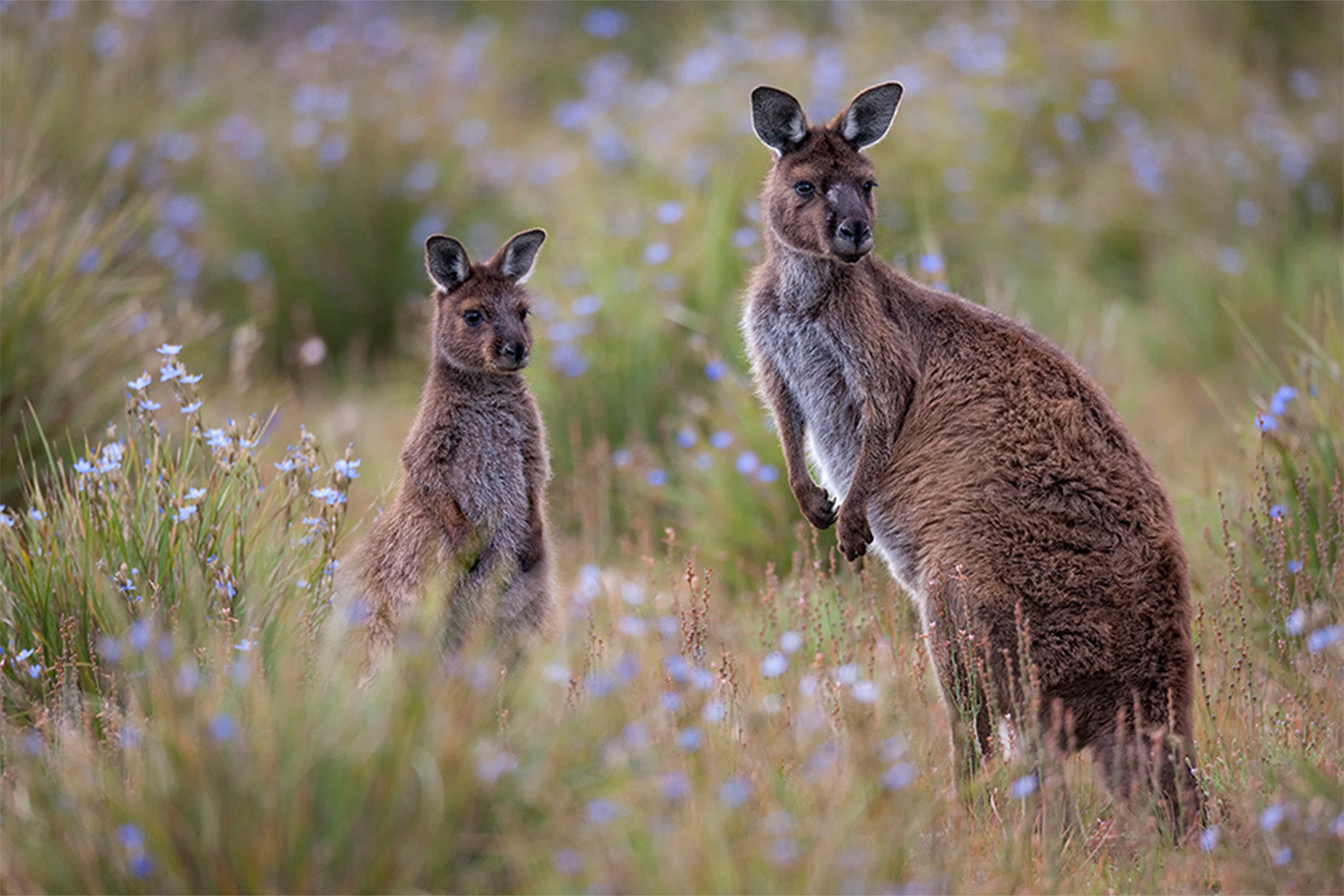 wall-art-print-canvas-poster-framed-Shot by Clint_259276-1