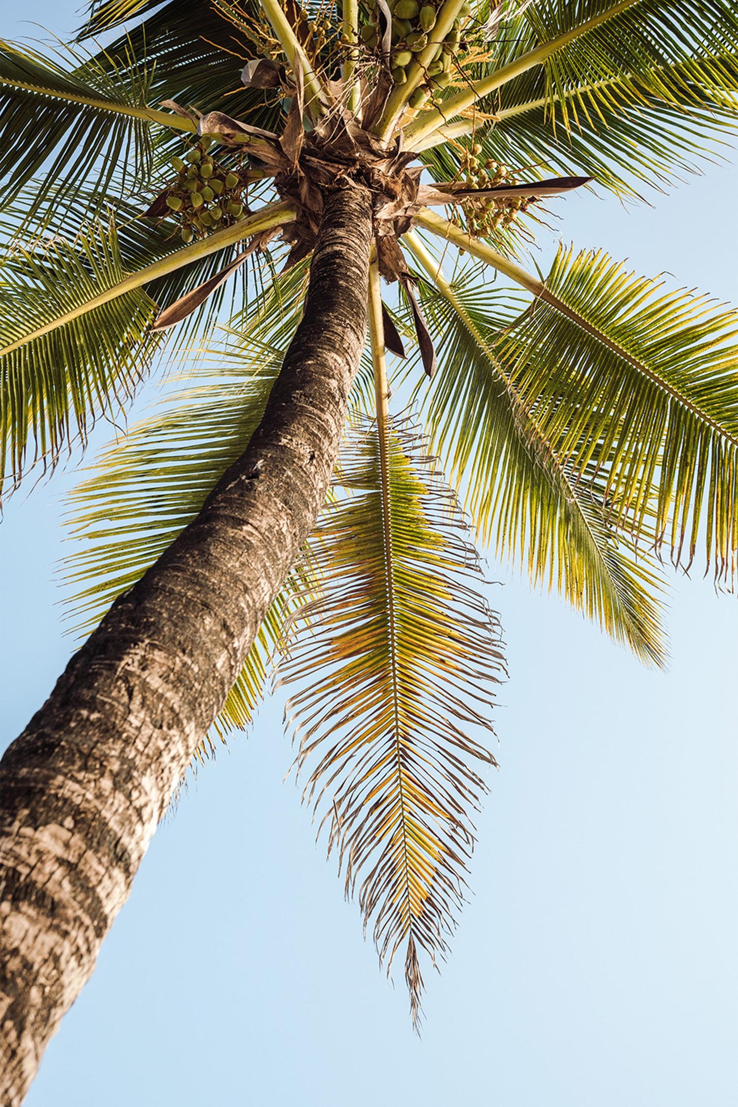 wall-art-print-canvas-poster-framed-Single Palm Tree-1