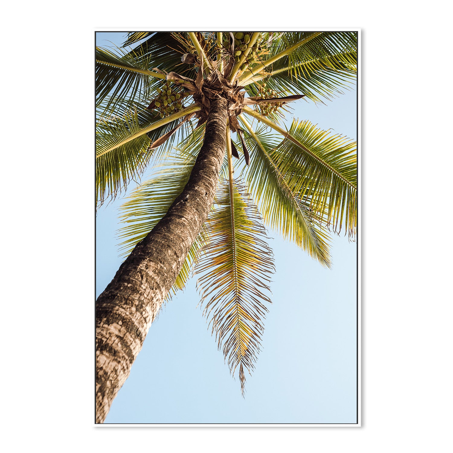 wall-art-print-canvas-poster-framed-Single Palm Tree-5