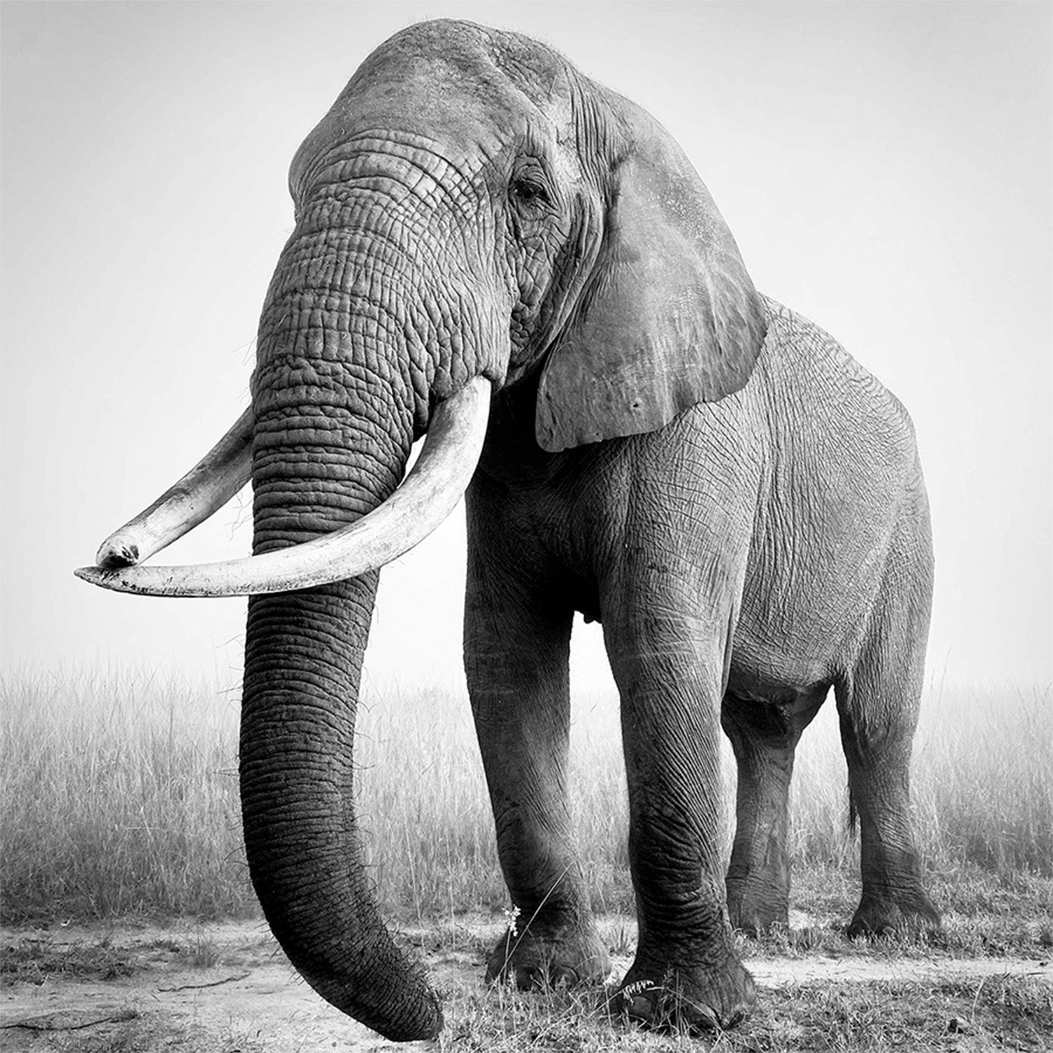 wall-art-print-canvas-poster-framed-Sophie, African elephant bull-1