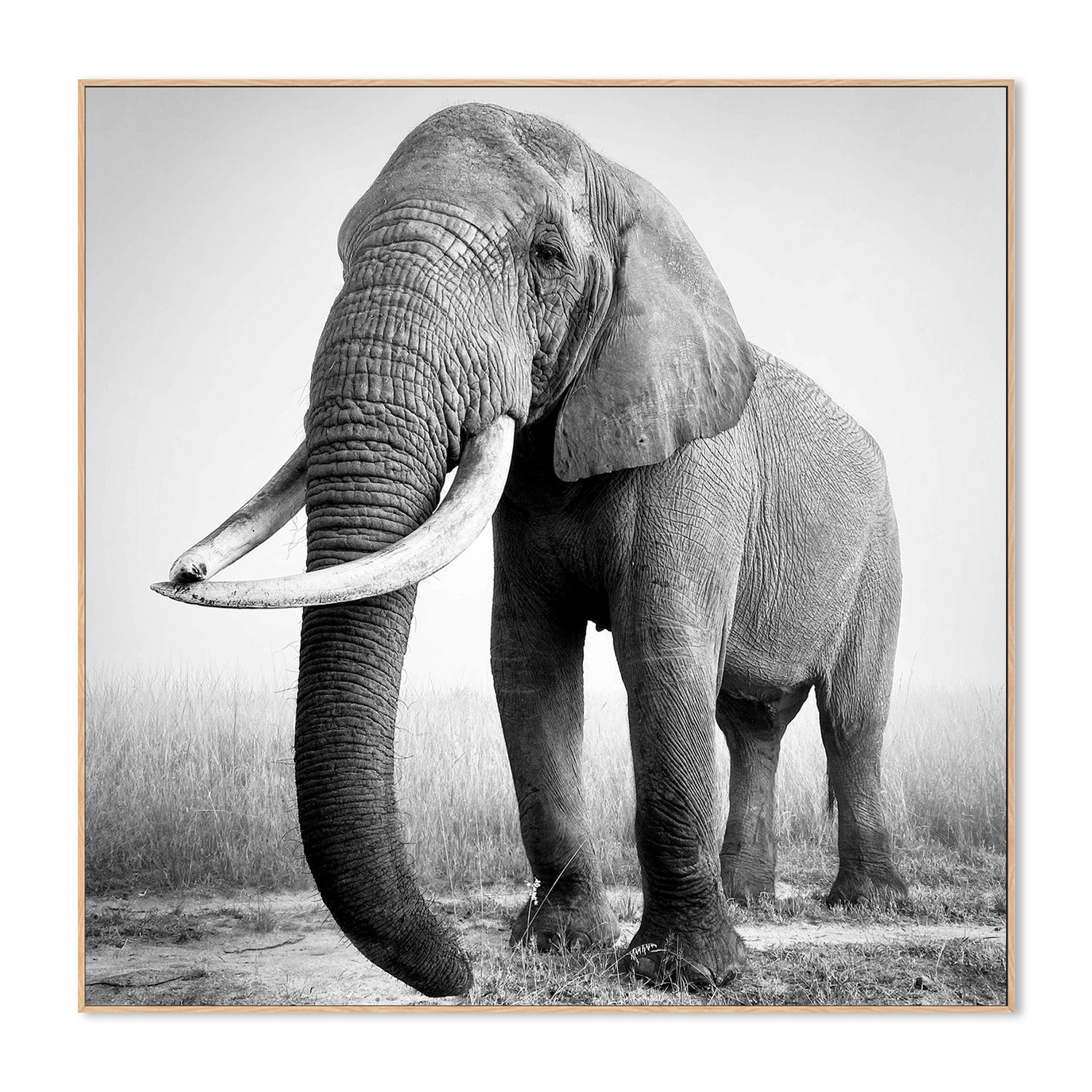 wall-art-print-canvas-poster-framed-Sophie, African elephant bull-4