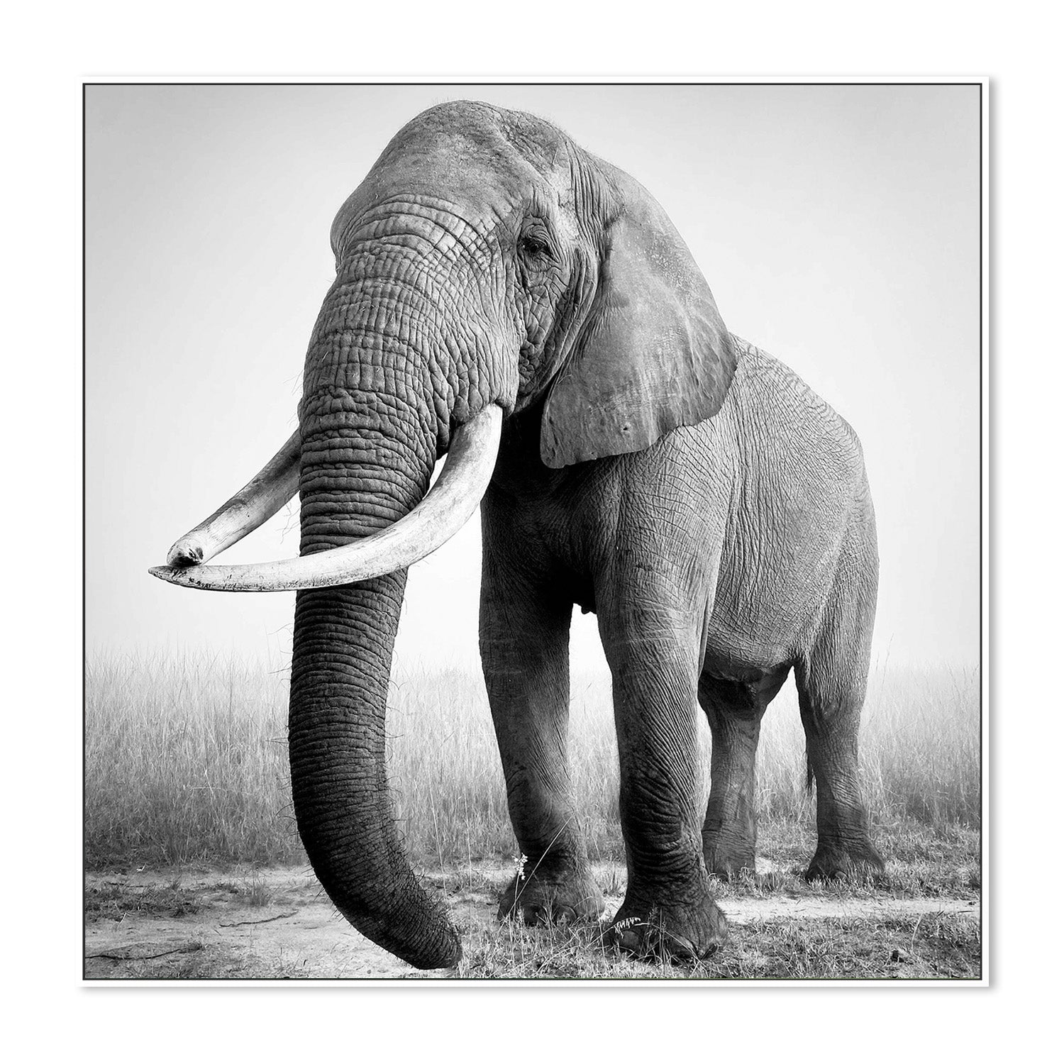 wall-art-print-canvas-poster-framed-Sophie, African elephant bull-5