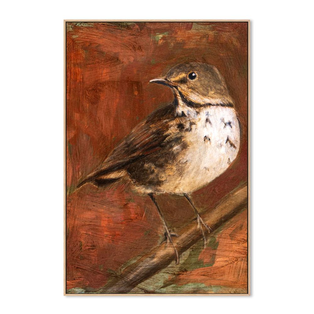 wall-art-print-canvas-poster-framed-Speckled Thrush Perched-4