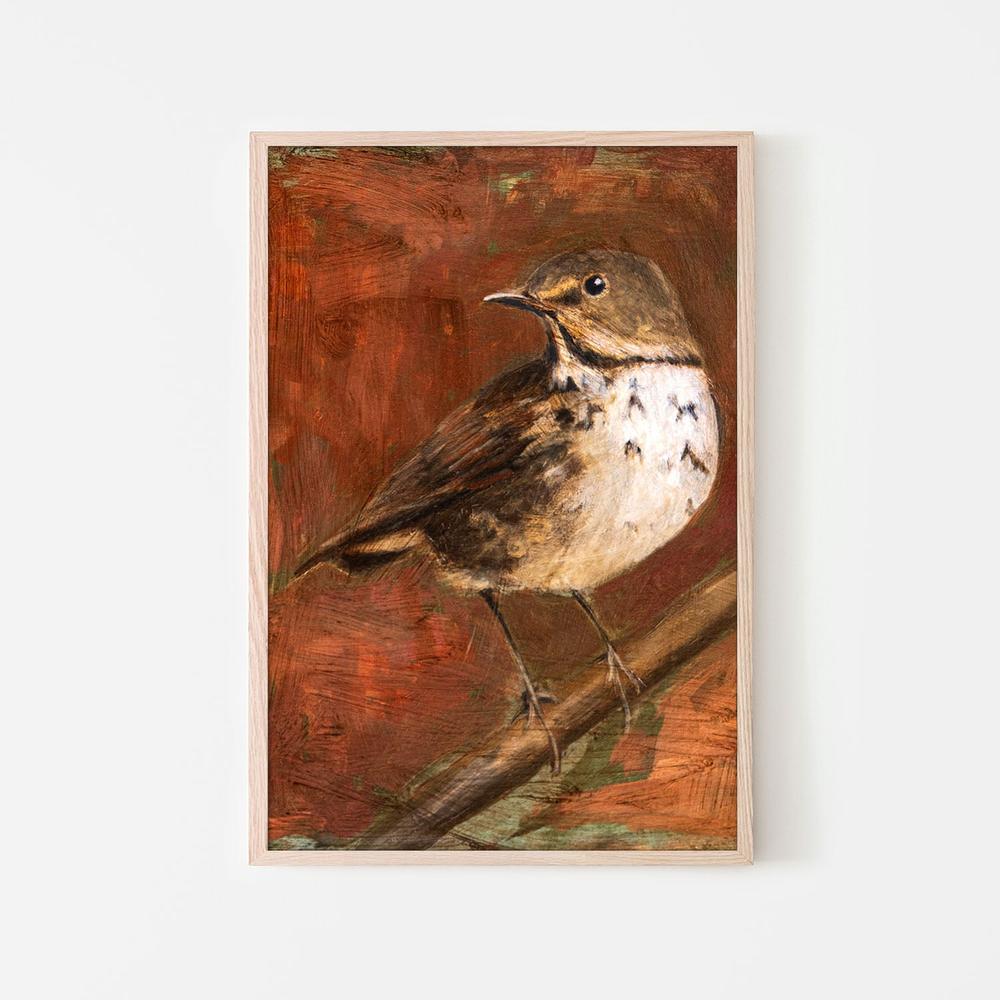 wall-art-print-canvas-poster-framed-Speckled Thrush Perched-6