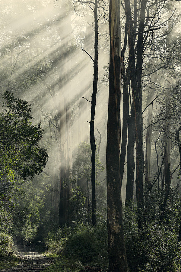 wall-art-print-canvas-poster-framed-Sunbeams through Fog in a Forest, Anóthen , By Andrew Paranavitana-1
