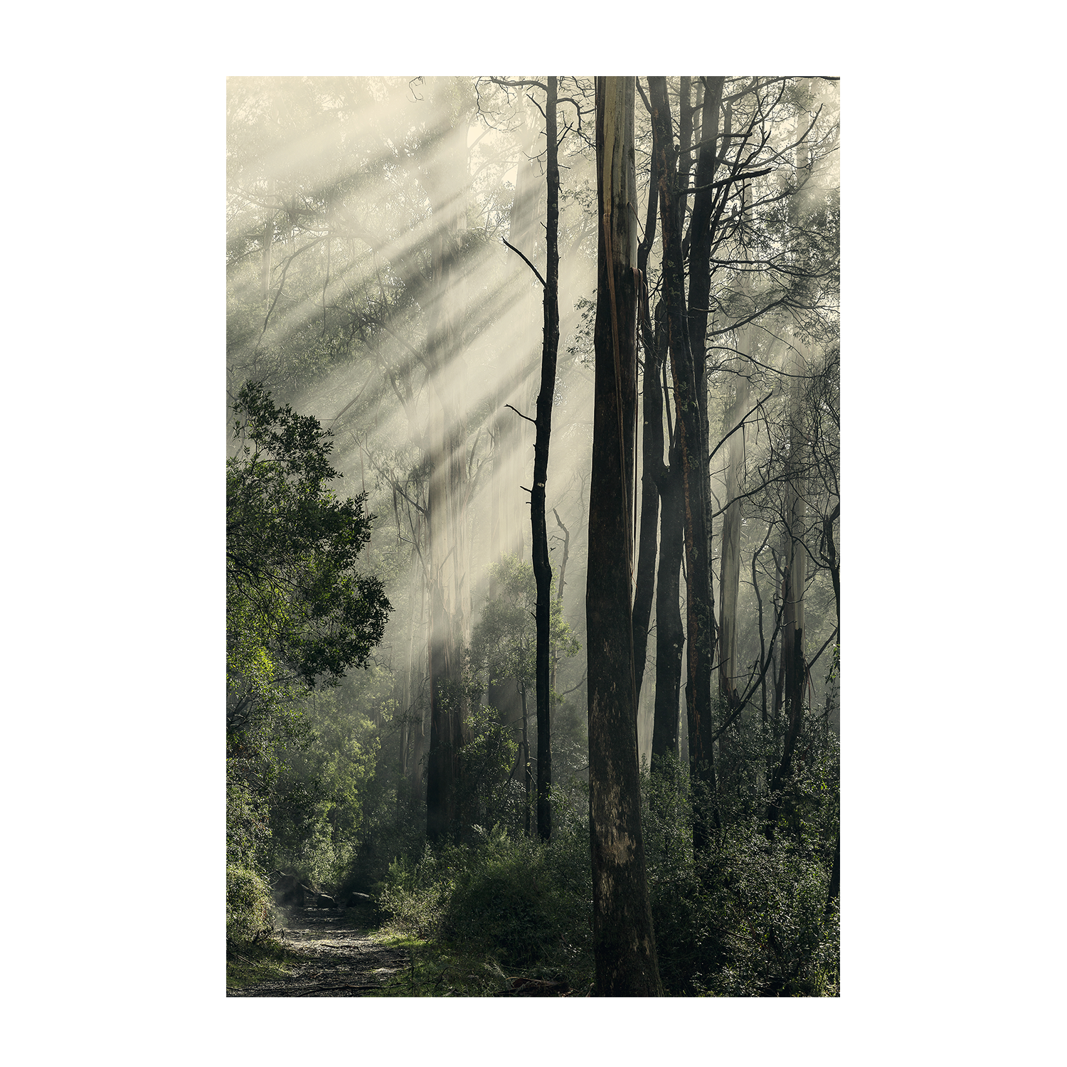 wall-art-print-canvas-poster-framed-Sunbeams through Fog in a Forest, Anóthen , By Andrew Paranavitana-2