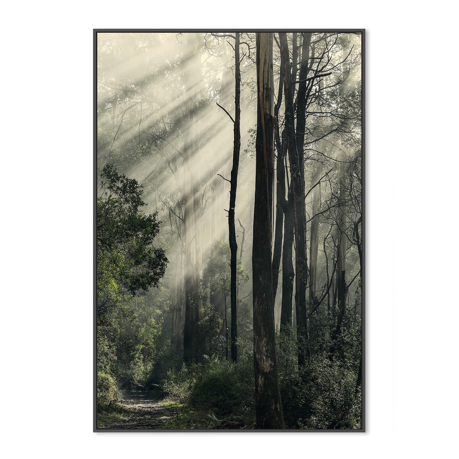 wall-art-print-canvas-poster-framed-Sunbeams through Fog in a Forest, Anóthen , By Andrew Paranavitana-4
