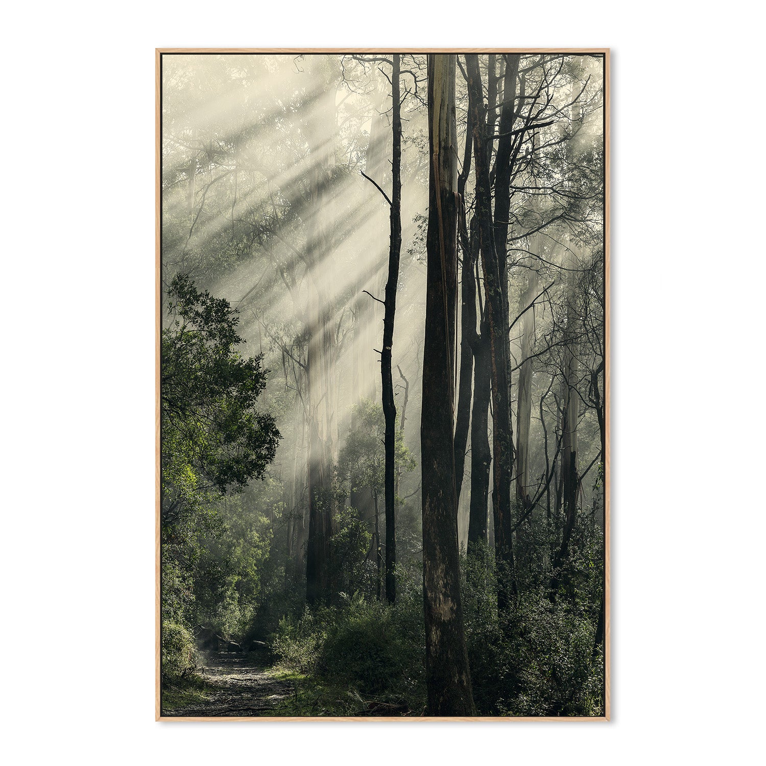 wall-art-print-canvas-poster-framed-Sunbeams through Fog in a Forest, Anóthen , By Andrew Paranavitana-5