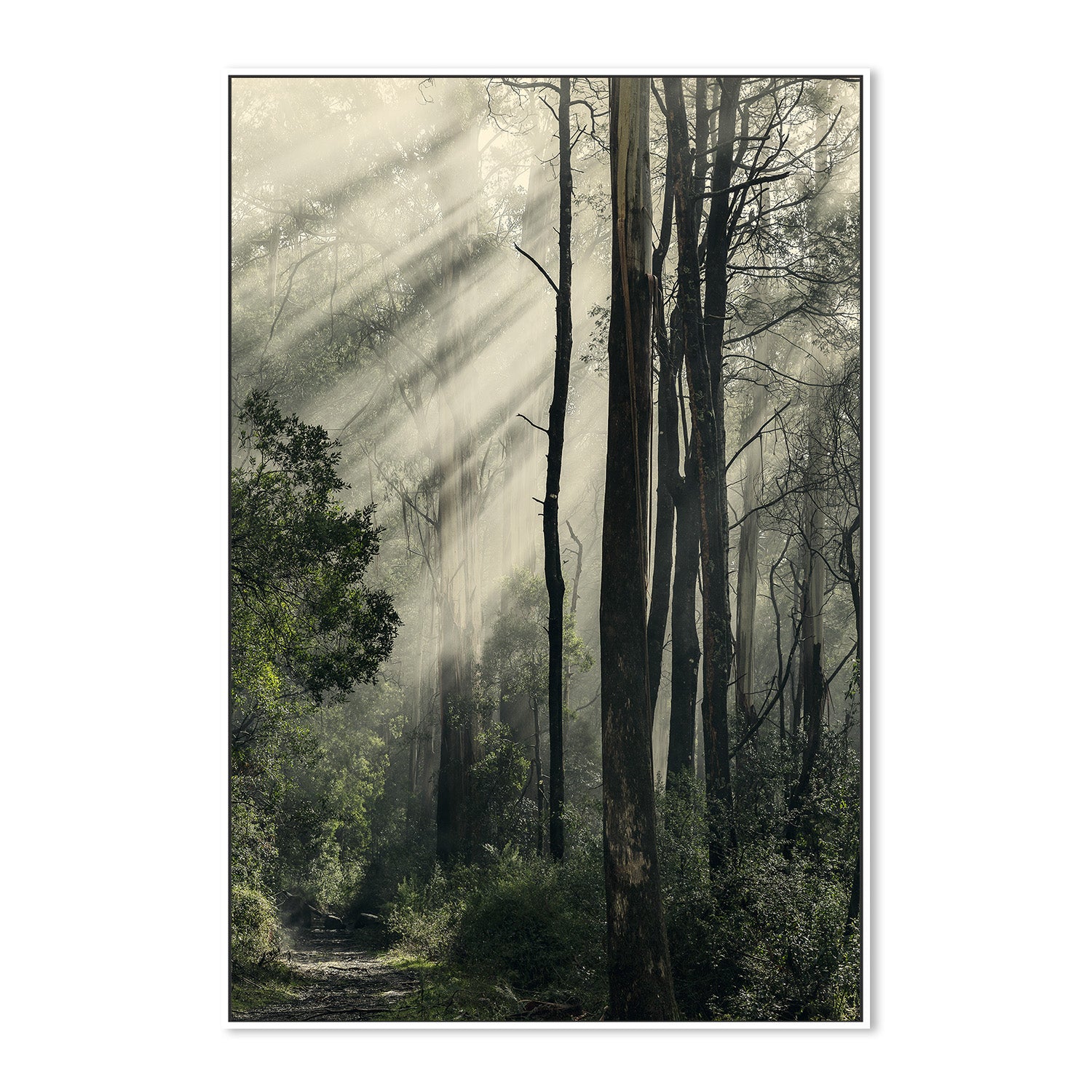 wall-art-print-canvas-poster-framed-Sunbeams through Fog in a Forest, Anóthen , By Andrew Paranavitana-6