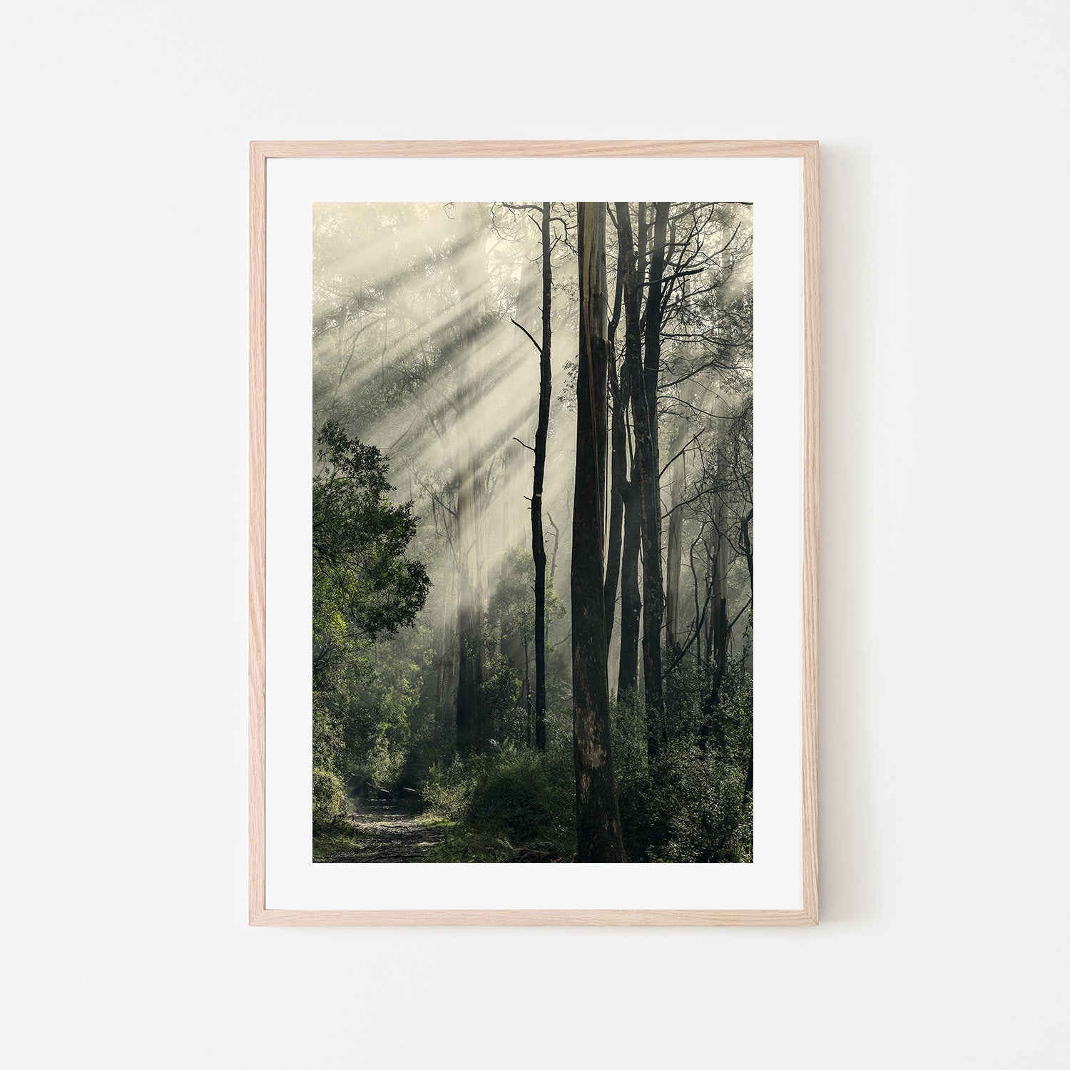 wall-art-print-canvas-poster-framed-Sunbeams through Fog in a Forest, Anóthen , By Andrew Paranavitana-7