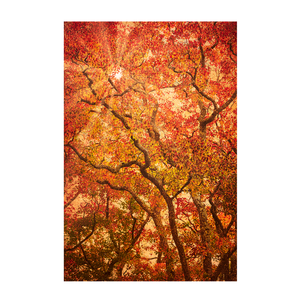 wall-art-print-canvas-poster-framed-Sunbeams Through Japanese Maple Trees in Autumn , Komorebi , By Andrew Paranavitana-2