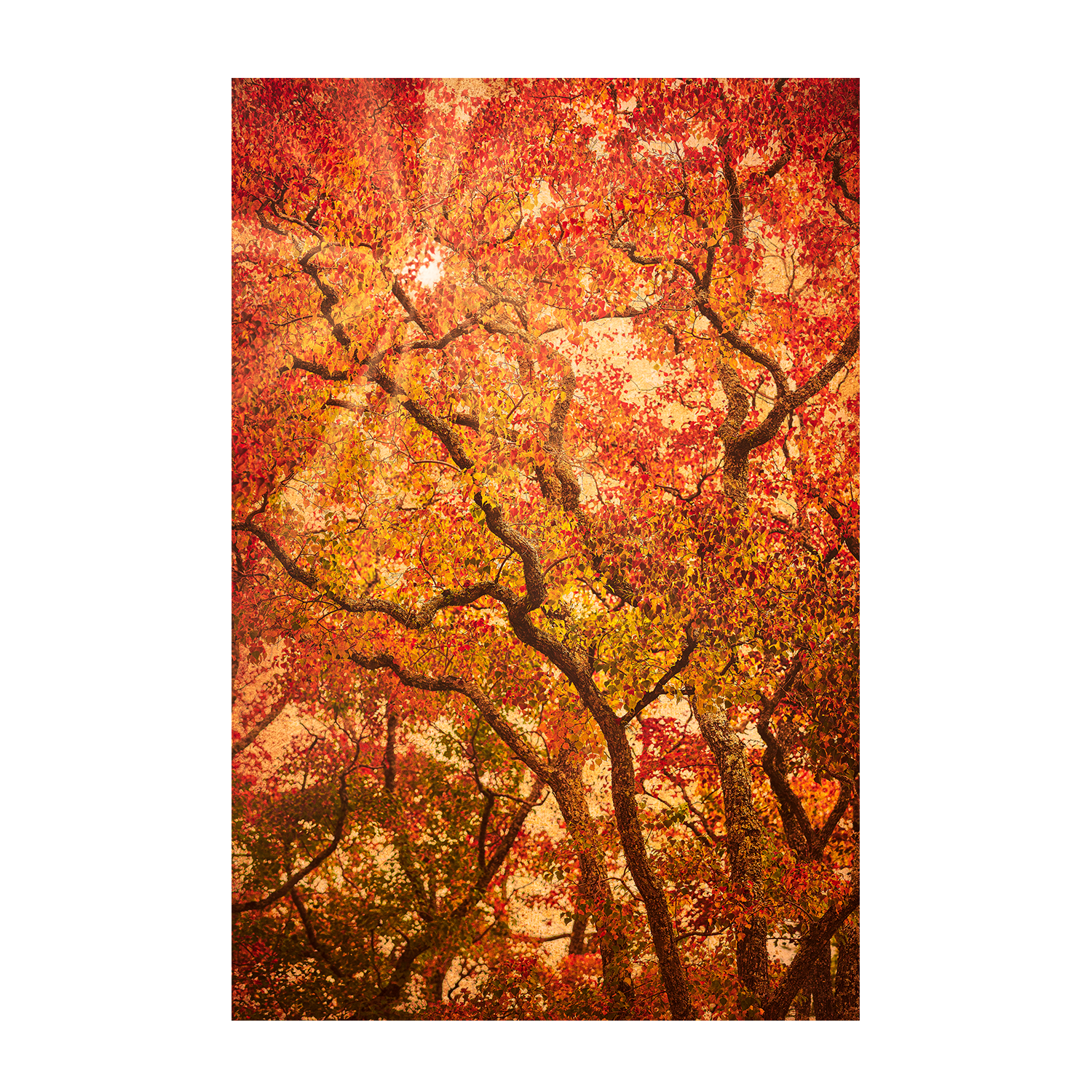 wall-art-print-canvas-poster-framed-Sunbeams Through Japanese Maple Trees in Autumn , Komorebi , By Andrew Paranavitana-2