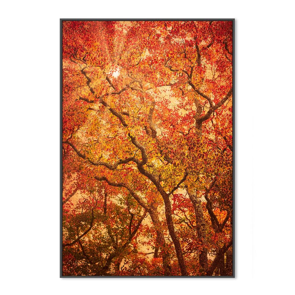 wall-art-print-canvas-poster-framed-Sunbeams Through Japanese Maple Trees in Autumn , Komorebi , By Andrew Paranavitana-4