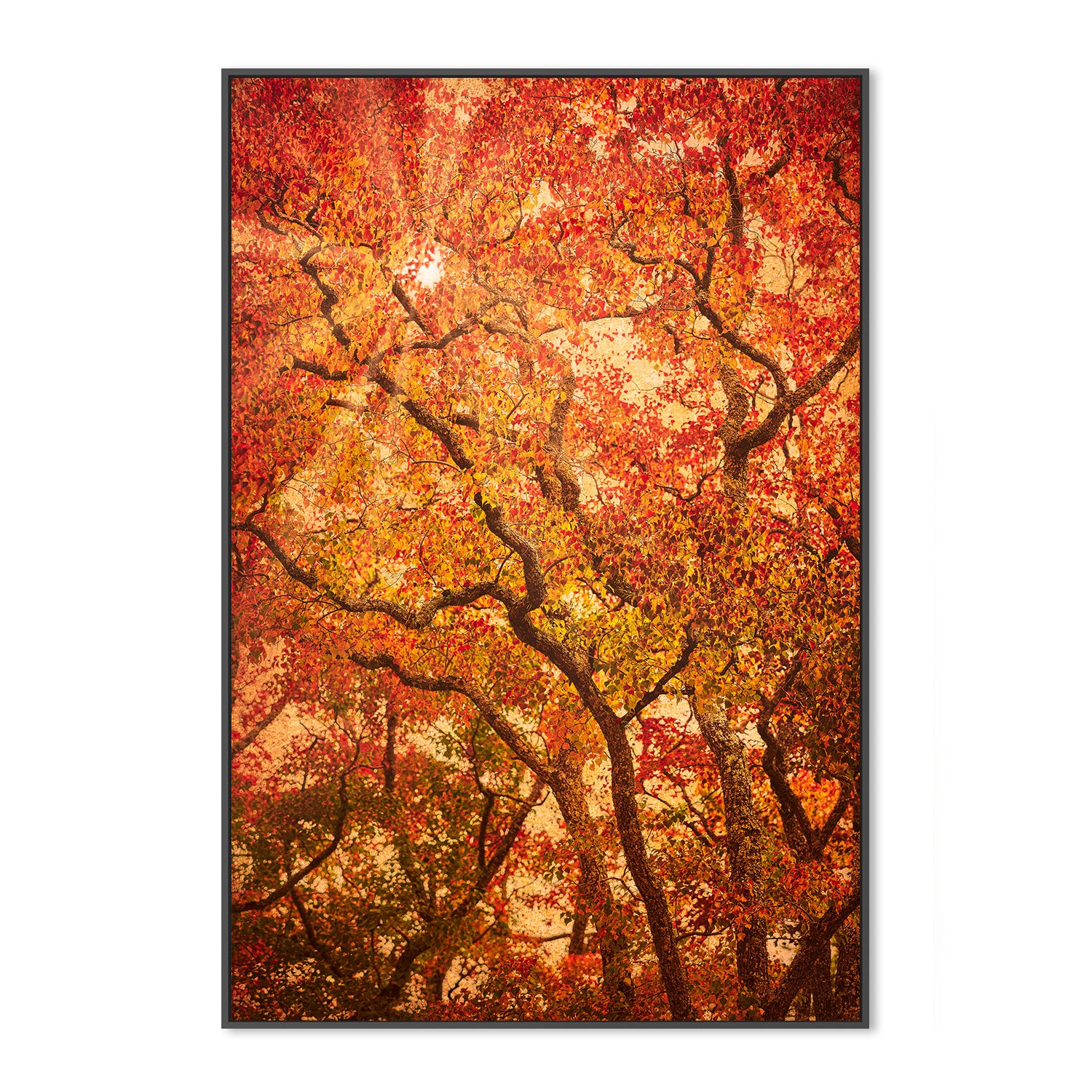 wall-art-print-canvas-poster-framed-Sunbeams Through Japanese Maple Trees in Autumn , Komorebi , By Andrew Paranavitana-4