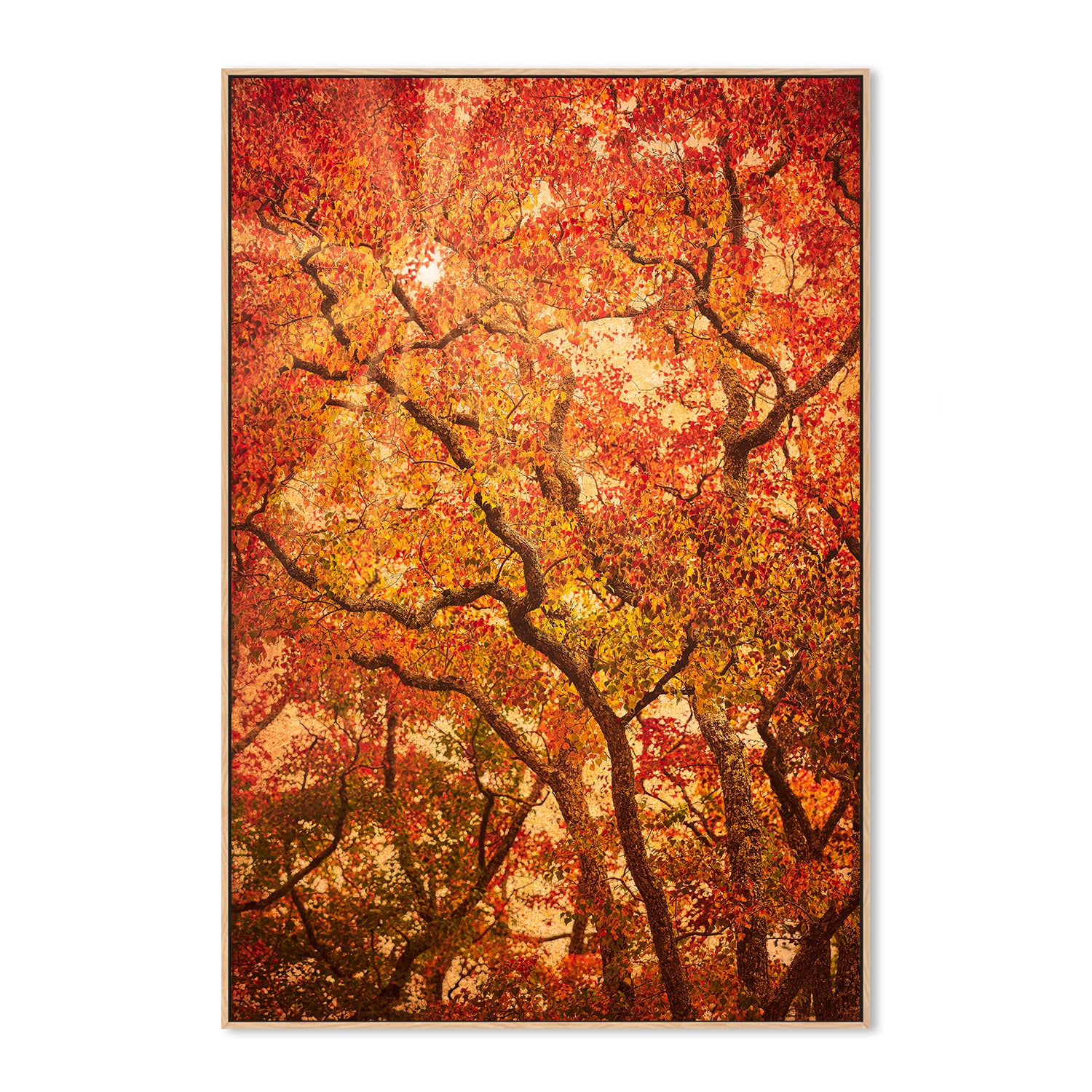 wall-art-print-canvas-poster-framed-Sunbeams Through Japanese Maple Trees in Autumn , Komorebi , By Andrew Paranavitana-5
