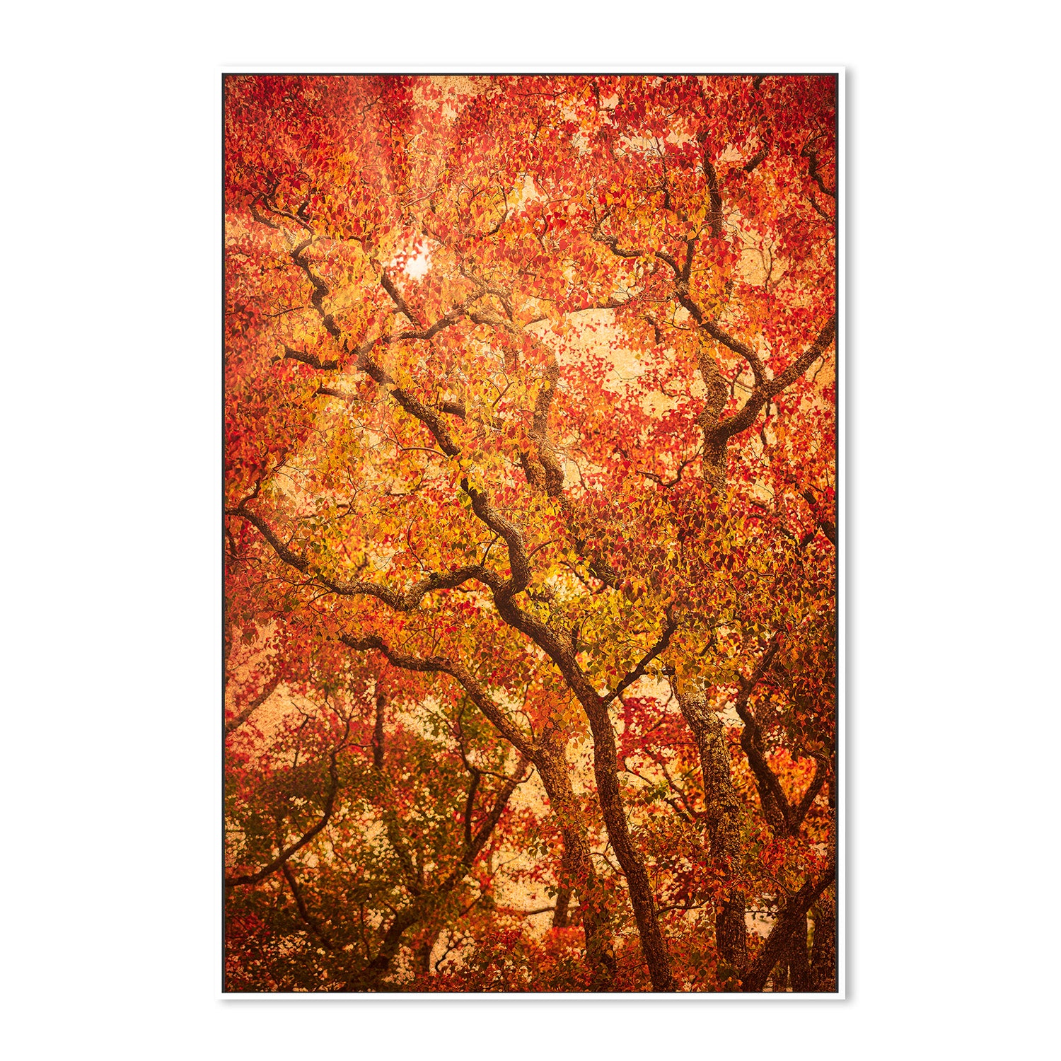 wall-art-print-canvas-poster-framed-Sunbeams Through Japanese Maple Trees in Autumn , Komorebi , By Andrew Paranavitana-6