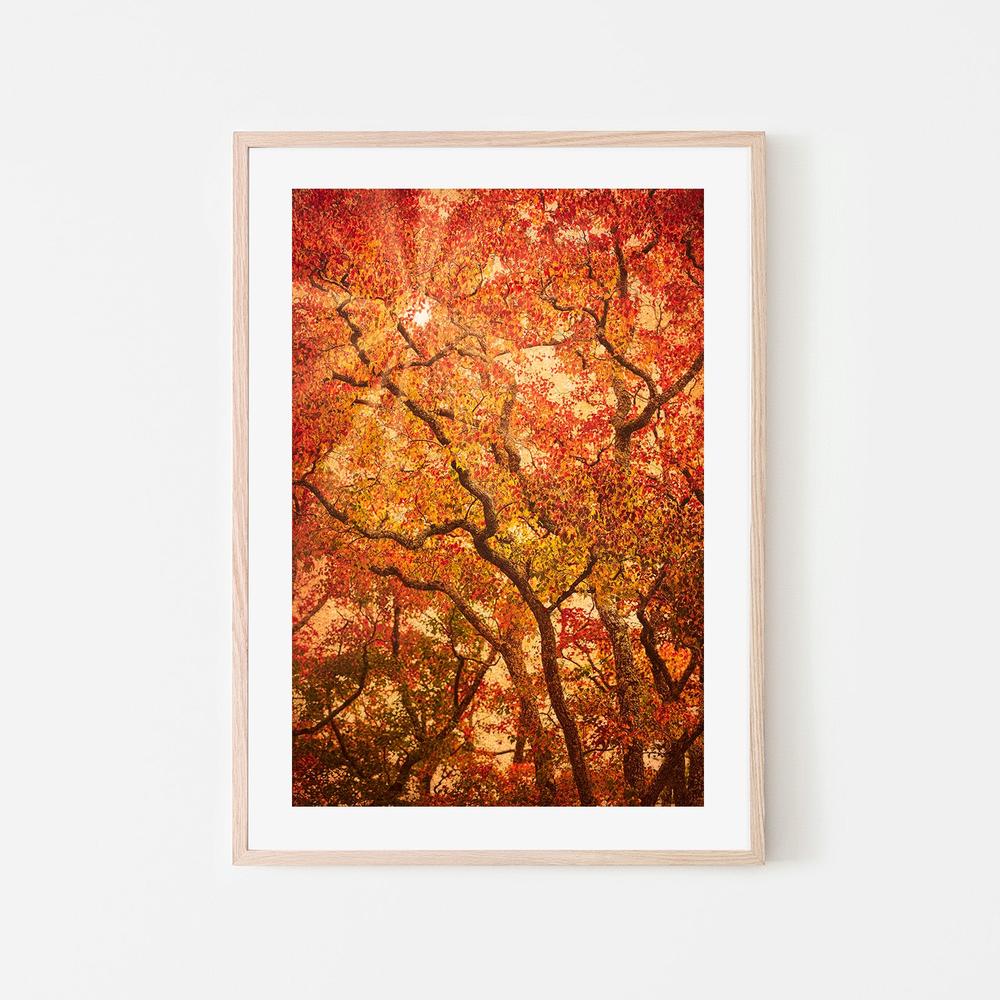 wall-art-print-canvas-poster-framed-Sunbeams Through Japanese Maple Trees in Autumn , Komorebi , By Andrew Paranavitana-7