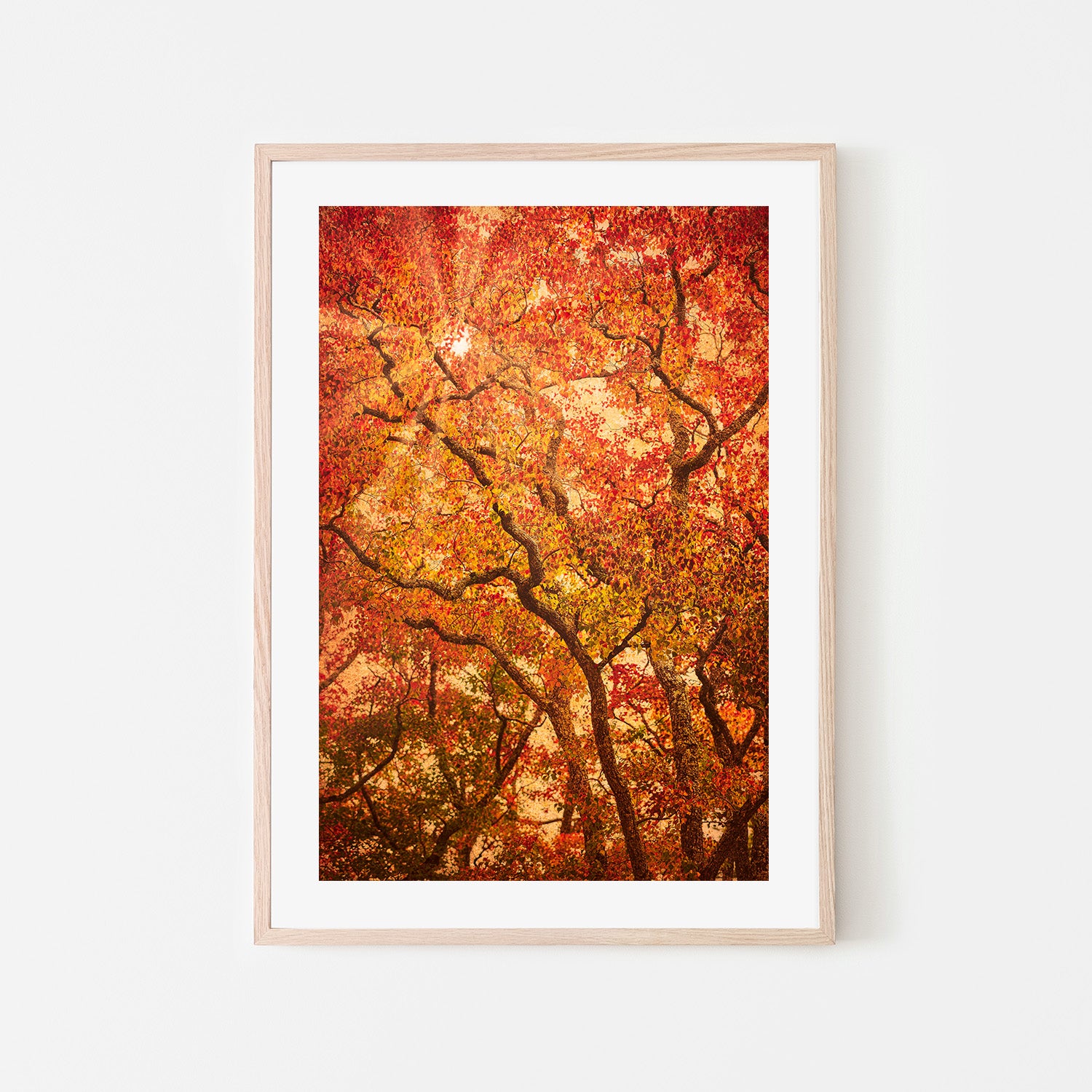 wall-art-print-canvas-poster-framed-Sunbeams Through Japanese Maple Trees in Autumn , Komorebi , By Andrew Paranavitana-7