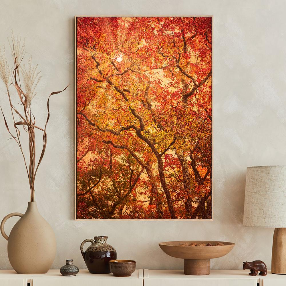 wall-art-print-canvas-poster-framed-Sunbeams Through Japanese Maple Trees in Autumn , Komorebi , By Andrew Paranavitana-8