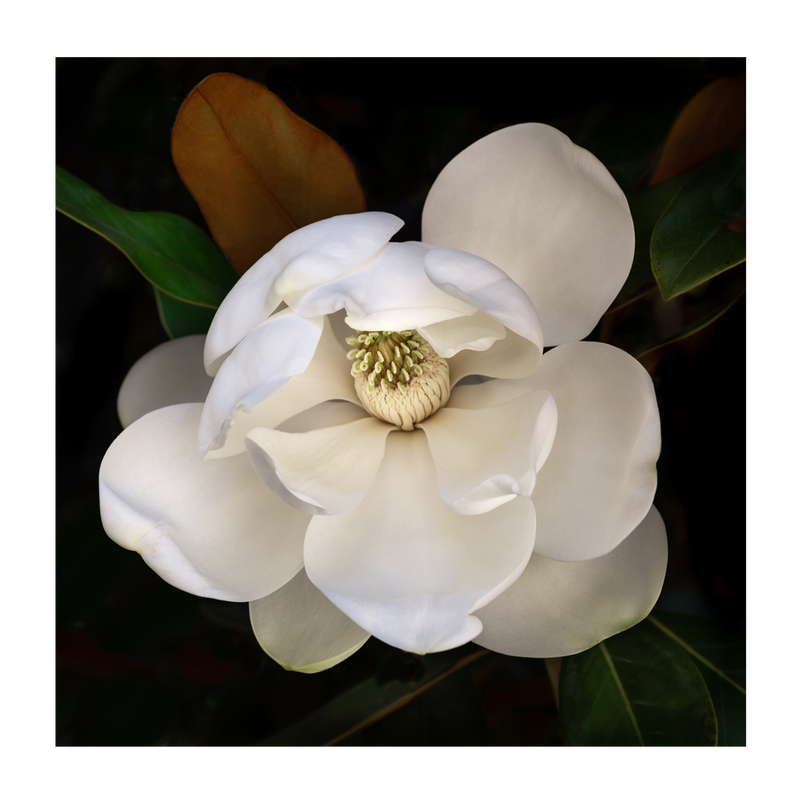 wall-art-print-canvas-poster-framed-Sweetbay Magnolia , By Tricia Brennan-1