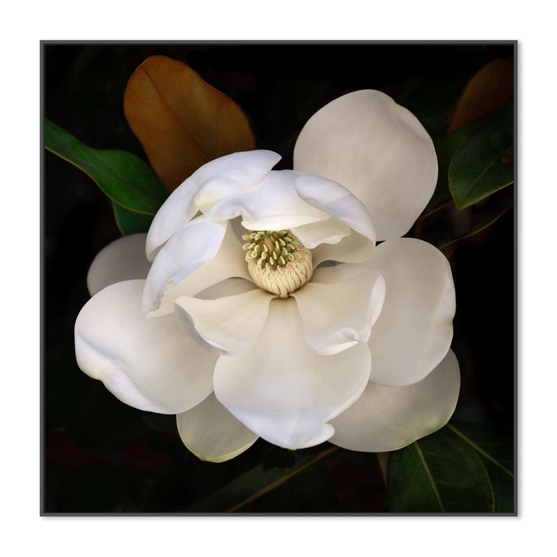 wall-art-print-canvas-poster-framed-Sweetbay Magnolia , By Tricia Brennan-3