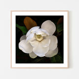 wall-art-print-canvas-poster-framed-Sweetbay Magnolia , By Tricia Brennan-6