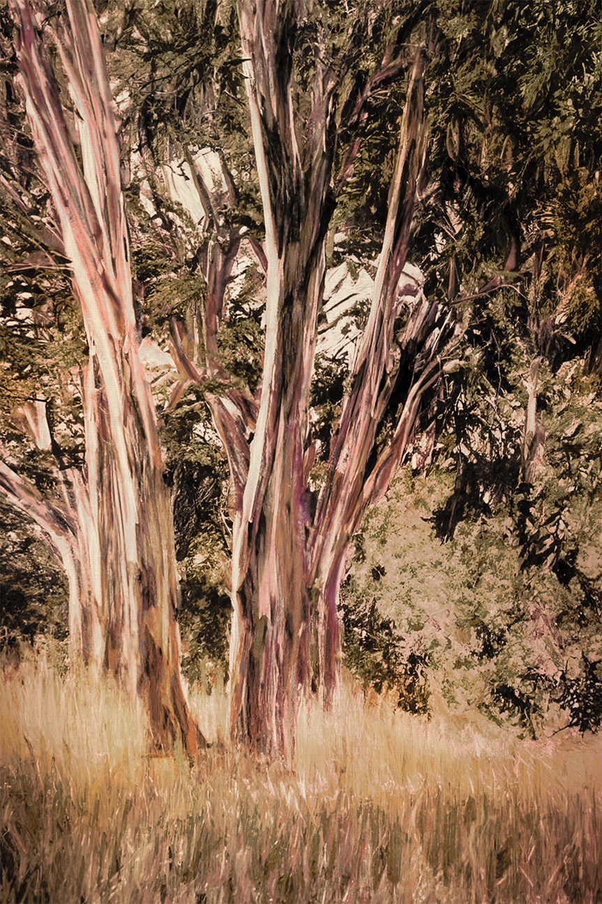 wall-art-print-canvas-poster-framed-Tasmanian Blue Gum , By Dear Musketeer Studio-1