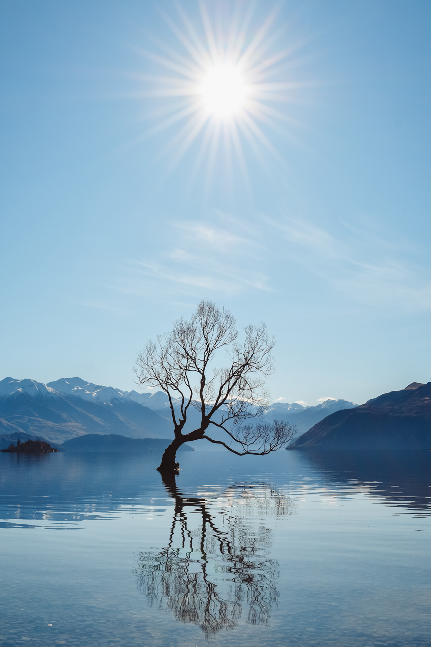 wall-art-print-canvas-poster-framed-That Wanka Tree, New Zealand , By Maddison Harris-1