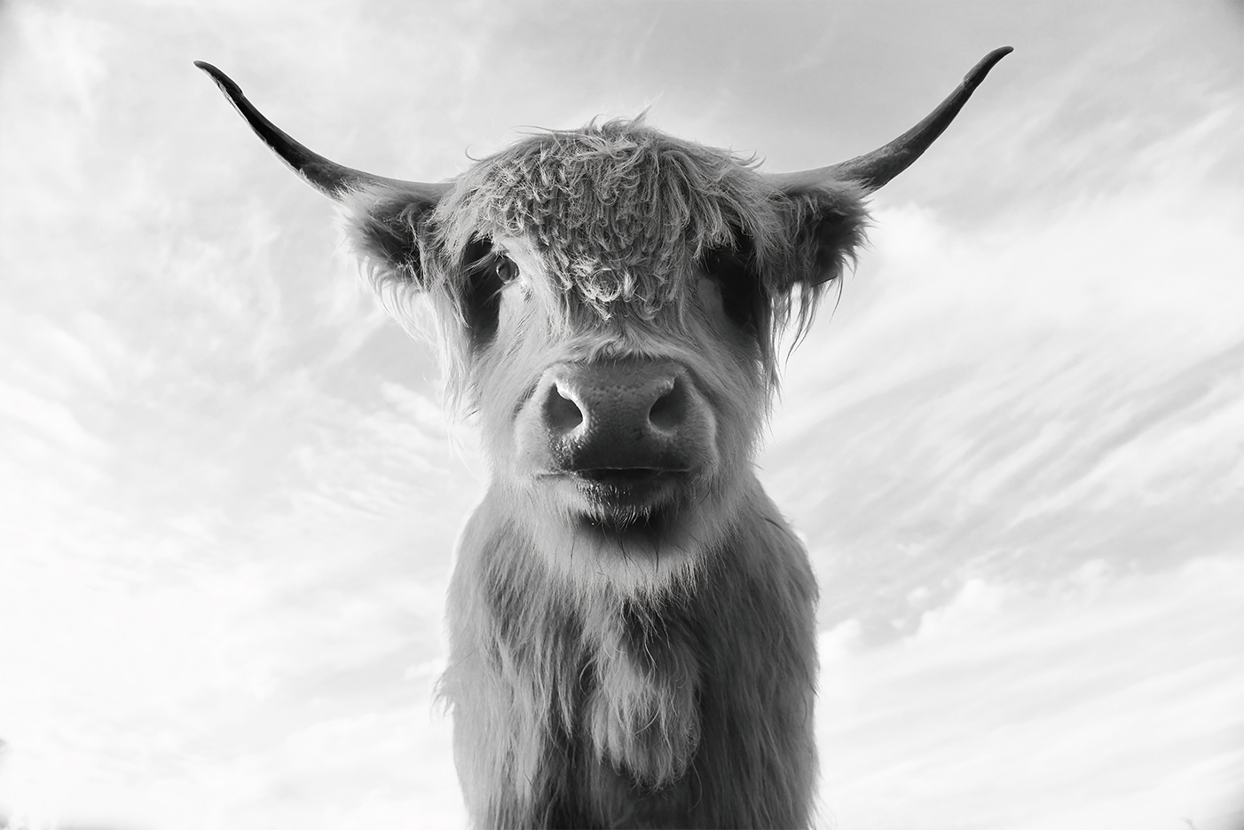 wall-art-print-canvas-poster-framed-The Boss , By Belinda Gerace-1