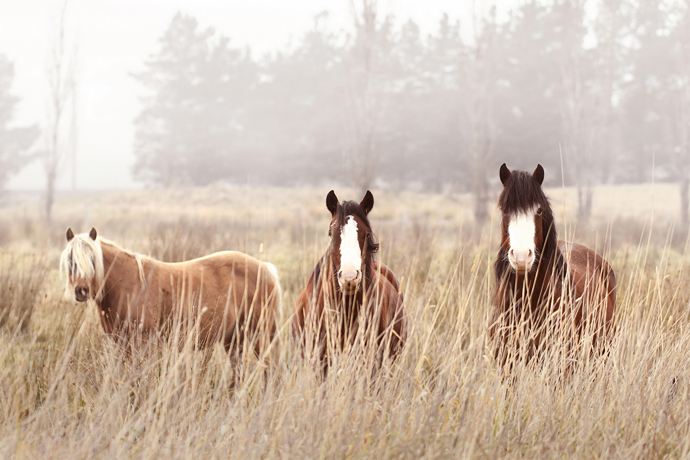 wall-art-print-canvas-poster-framed-The Gang , By Belinda Gerace-1