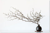 wall-art-print-canvas-poster-framed-Vase And Branch, By Prbimages-by-Plus X Studio-Gioia Wall Art