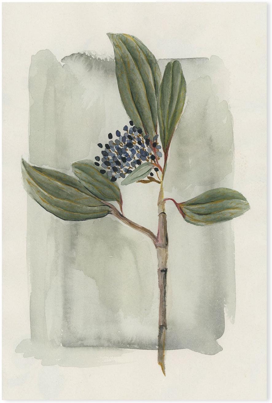 wall-art-print-canvas-poster-framed-Viburnum Davidii-GIOIA-WALL-ART
