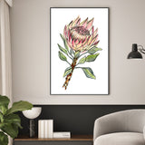 wall-art-print-canvas-poster-framed-Watercolour Protea , By Jessie Mitchelson-GIOIA-WALL-ART