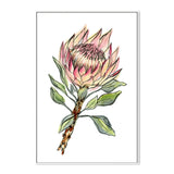 wall-art-print-canvas-poster-framed-Watercolour Protea , By Jessie Mitchelson-GIOIA-WALL-ART