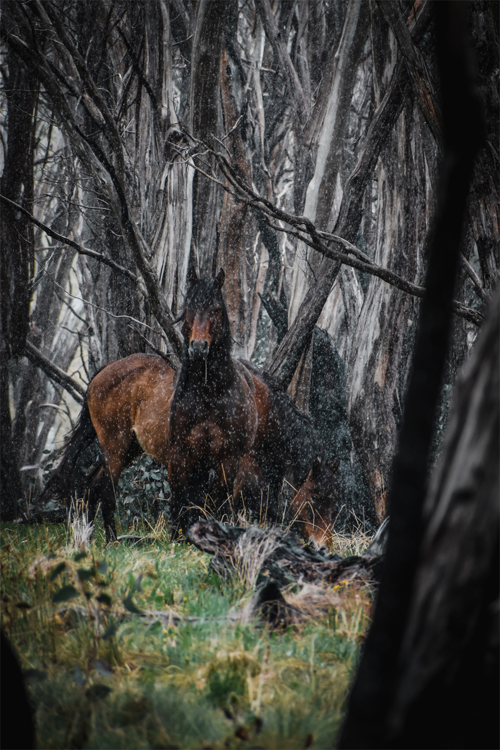 wall-art-print-canvas-poster-framed-Wild Brumbies, Snowy Mountains , By Maddison Harris-1