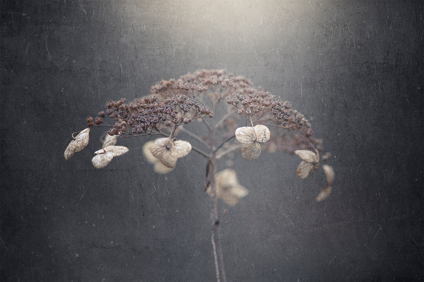 wall-art-print-canvas-poster-framed-Withe Hydrangea-1