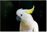 wall-art-print-canvas-poster-framed-Yellow Haired White Cockatoo-by-Gioia Wall Art-Gioia Wall Art