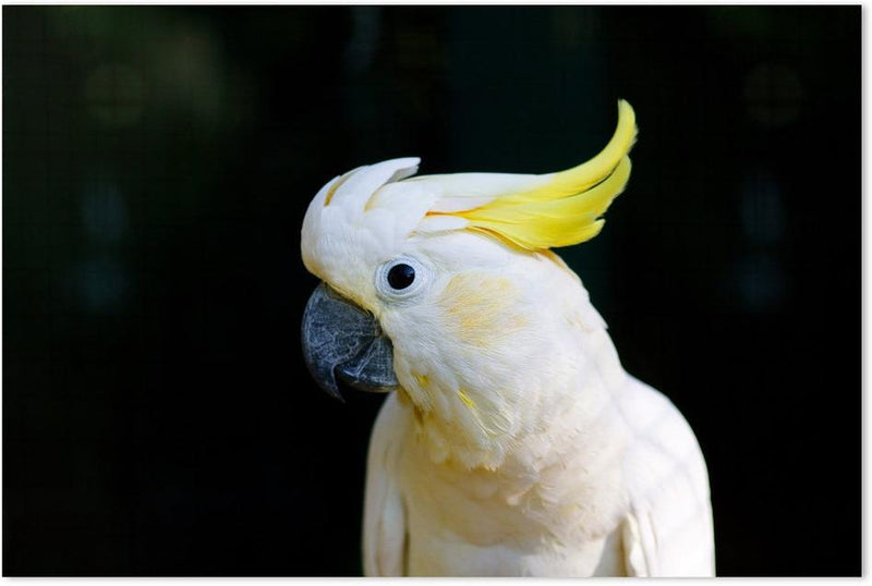 wall-art-print-canvas-poster-framed-Yellow Haired White Cockatoo-by-Gioia Wall Art-Gioia Wall Art
