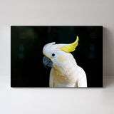 wall-art-print-canvas-poster-framed-Yellow Haired White Cockatoo-by-Gioia Wall Art-Gioia Wall Art
