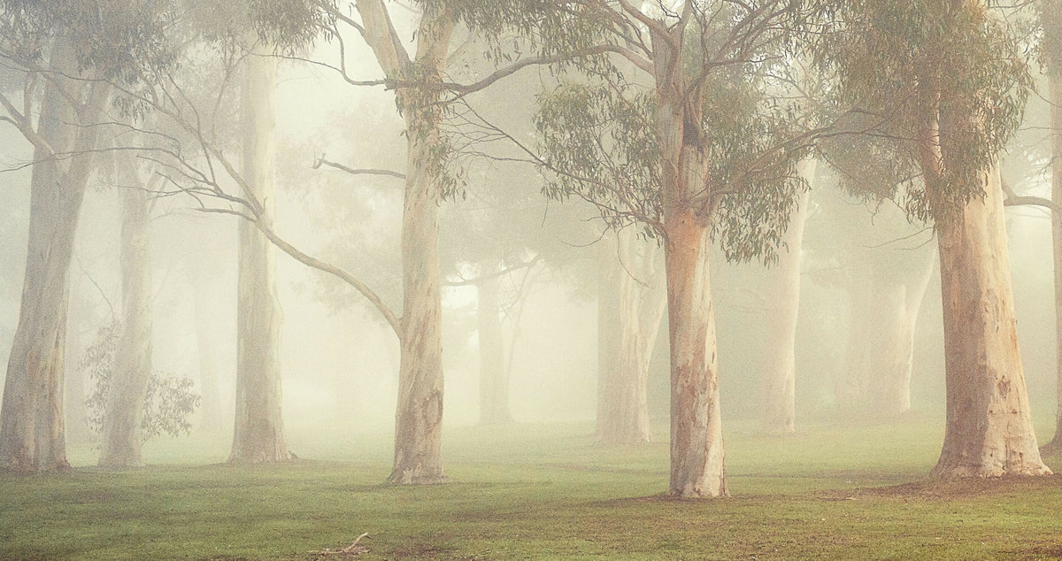 Gums at Pakapakanthi 3